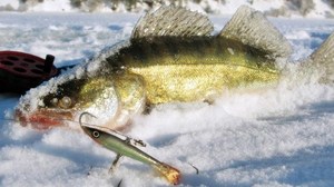 В чем преимущества зимней рыбалки