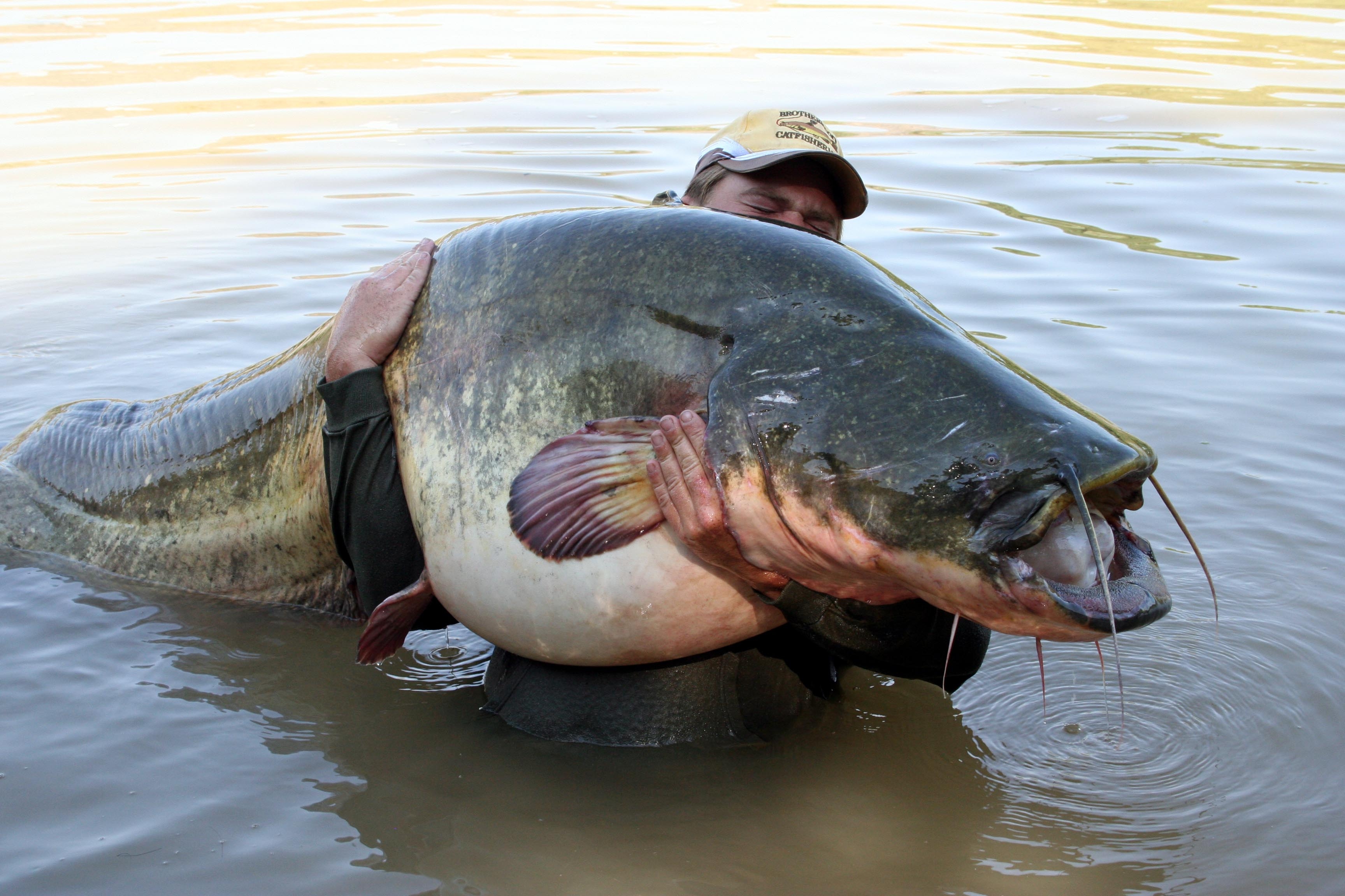 Какая самая пресноводная рыба в калининградской области. Самый большой сом. Рыба сом самая большая Пресноводная. Самая большая рыба сом.