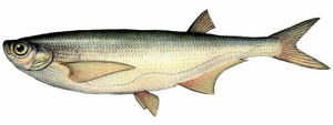 Изображение рыбы Чехонь
