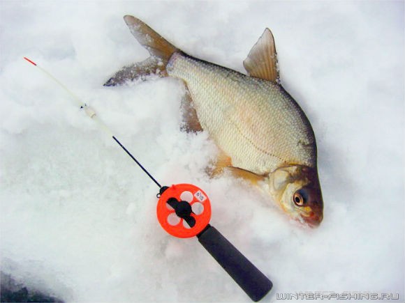 Рыбалка на коромысло на леща зимой - советы и рекомендации