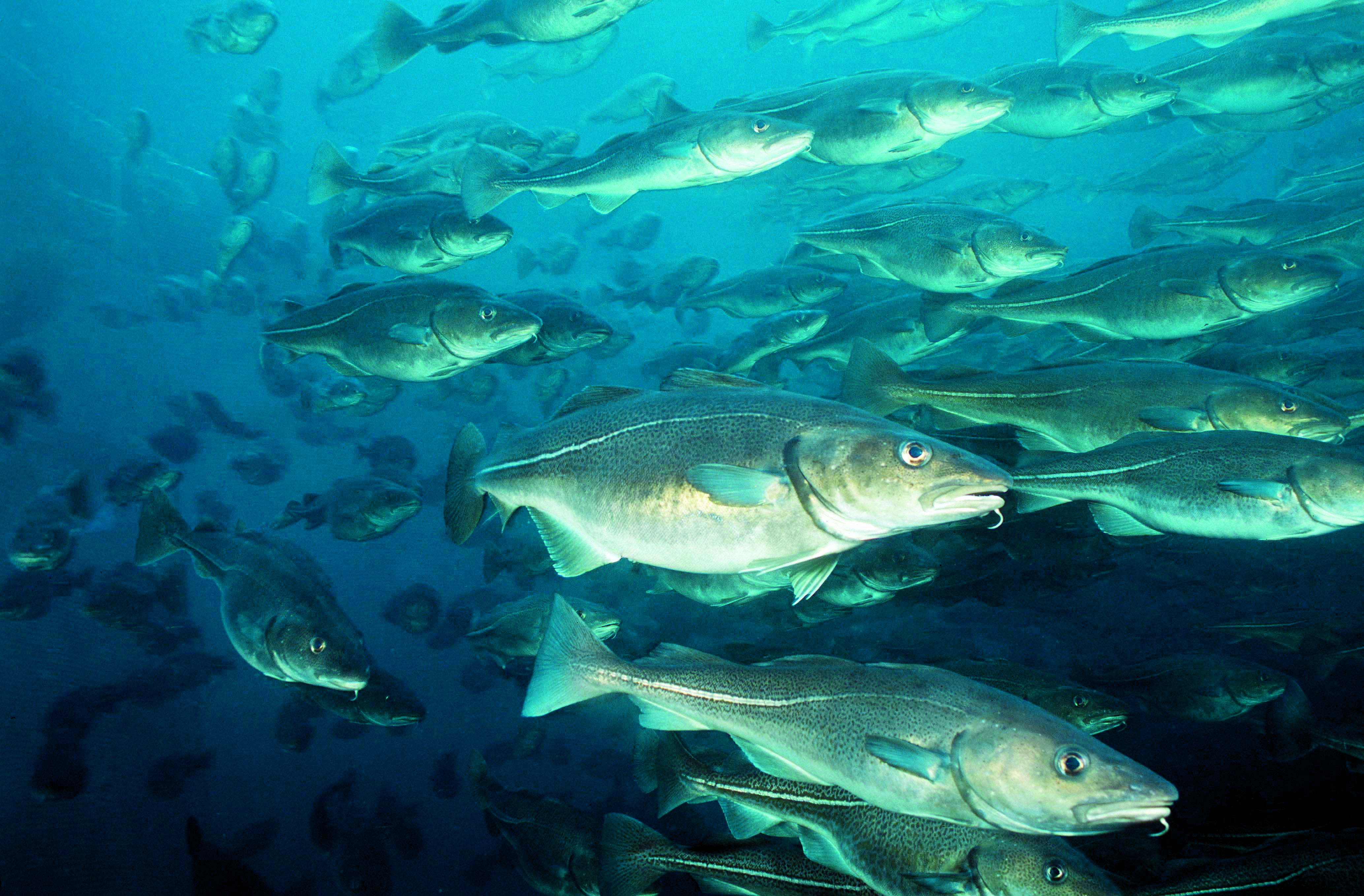 Рыбы живущие вместе. Треска Северного Ледовитого океана. Промысловые рыбы Баренцева моря. Промысловые рыбы Охотского моря. Пикша в Северном Ледовитом океане.