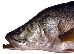 Нильский окунь размеры рыбы