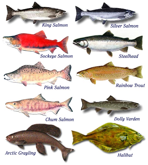 Рыбы Семейства Лососевых Список И Фото