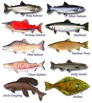 Виды рыб используемые в питании и их особенности
