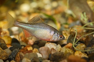 Описание рыбы и среда обитания