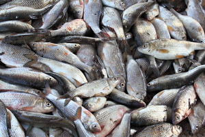 Приманки, ароматизаторы, снасти, наиболее распространенные виды рыб