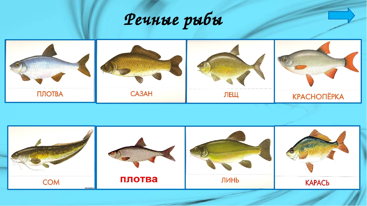 Речная Рыба Список С Названиями И Фото