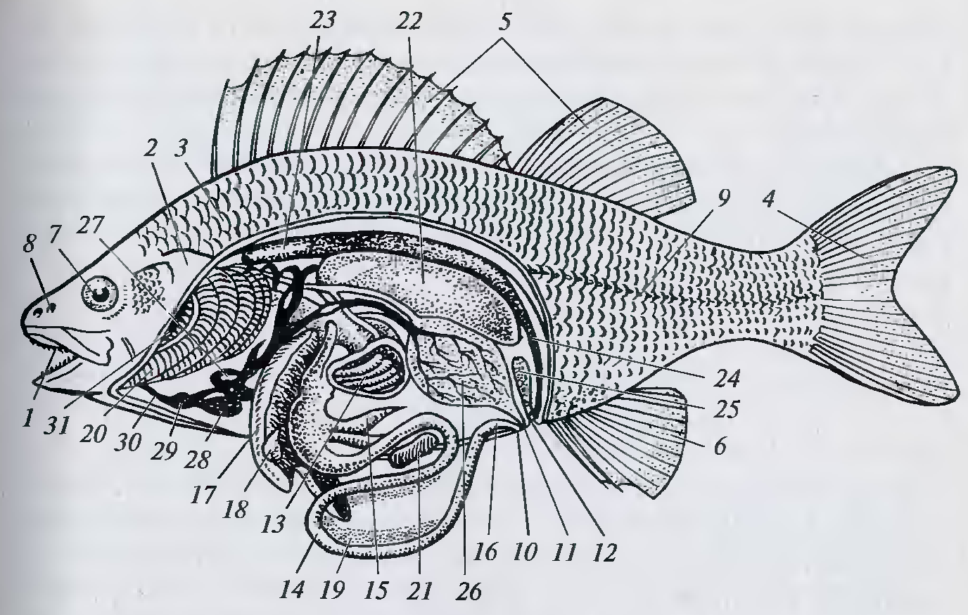 Внутреннее строение карася. Строение костистой рыбы окуня. Речной окунь строение. Анатомия костистой рыбы окуня. Внутреннее строение костистой рыбы.