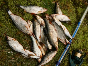 Рыбалка на амуре